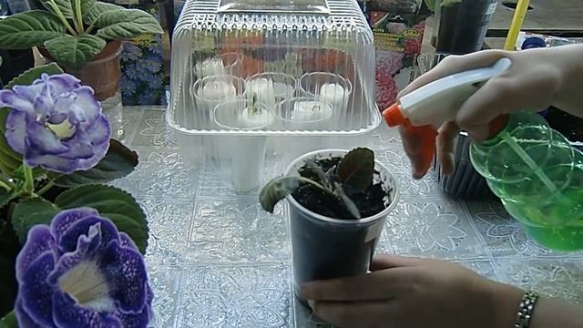 Реаниматор растений . Если цветы заболели . смотреть онлайн