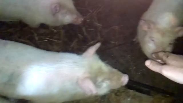 Бизнес на свиньях помесь вьетнамца и ландраса