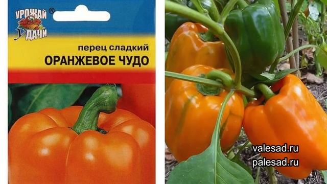 ПЕРЕЦ ДЛЯ ЛЕНИВЫХ! Самые неприхотливые сорта перцев. Посадите - не пожалеете.
