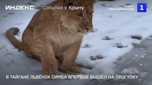 В Тайгане львёнок Симба впервые вышел на прогулку