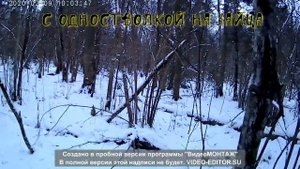 С одностволкой на зайца