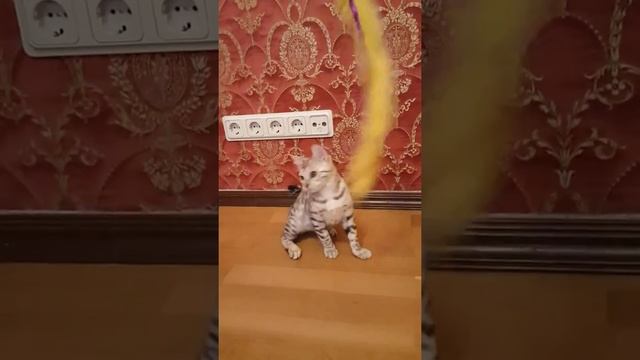 Серебряная бенгальская кошка смотреть онлайн