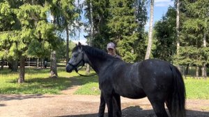 Как приучить лошадь к спрею