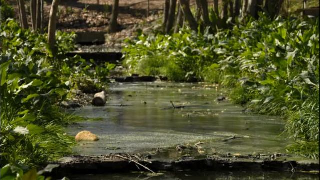 Весенняя музыка - Spring Music - Música de primavera - Frühlingsmusik
