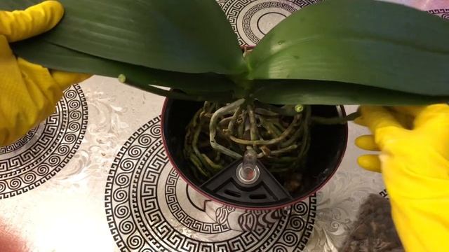 Посадка Орхидеи Чармер в Горшок с Автополивом смотреть онлайн