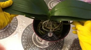 Посадка Орхидеи Чармер в Горшок с Автополивом