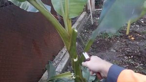 #куст #укрыть #банан на зиму 14 11 2020