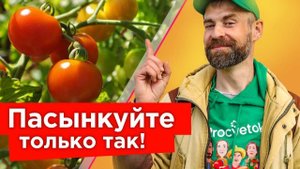 КУСТЫ ТОМАТОВ БУДУТ ЛОМИТЬСЯ ОТ ПЛОДОВ! Обязательно удалите эти побеги, как только увидите!