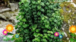 Дерен кроваво-красный Компресса. Краткий обзор, описание характеристик cornus sanquinea Compressa