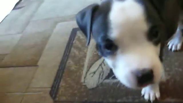 Питбуль. кушает...1.5 месяца... смотреть онлайн