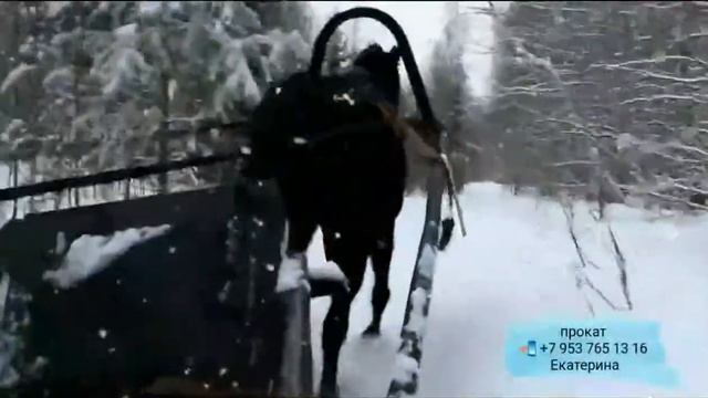 Катание в санях Рысак Бомбей смотреть онлайн