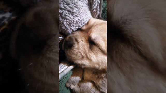 ქართული ნაგაზი მომავალი ჩემპიონო смотреть онлайн