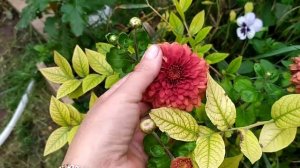 Корейская хризантема. Обзор сортов цветущих в сентябре.