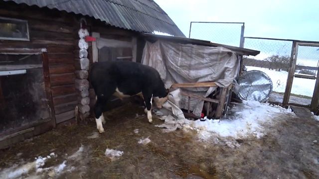ОТКОРМ БЫКОВ  КАК ОНО ЕСТЬ НА САМОМ ДЕЛЕ