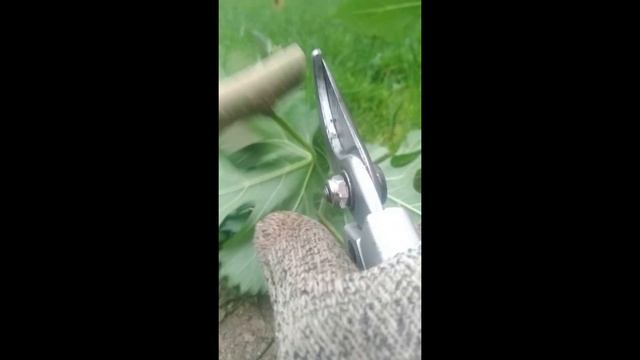 Один из лучших и недорогих секаторов. смотреть онлайн