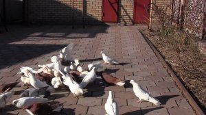 голуби в енакиево, летные, николаевские Олег лепа