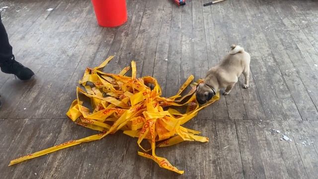 Собака будет непоколебима