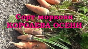 Сорт моркови КОРОЛЕВА ОСЕНИ