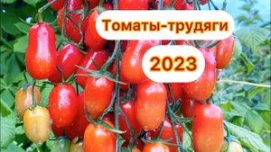 Томаты - ТРУДЯГИ 2023 года, есть крупноплодные и ОЧЕНЬ урожайные