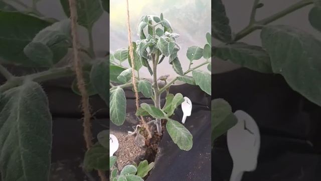 Удивительно необычный и красивый томат _Мохнатый Кейт_ (720p).mp4