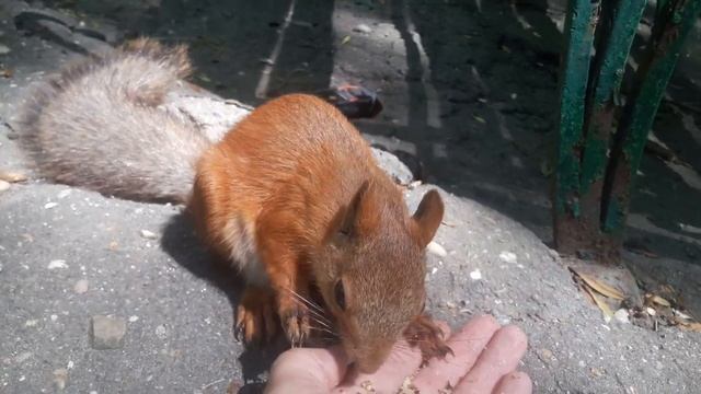 Белка завтракает.mp4 смотреть онлайн