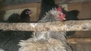 Куры породы Шершетка и Кохинхин