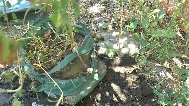 КАРТОШКА в МЕШКЕ супер МЕТОД выращивания КАРТОШКИ. УРОЖАЙ. смотреть онлайн