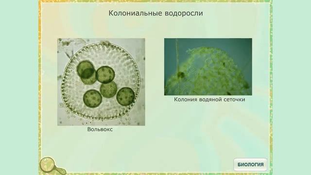 Водоросли. Общая характеристика смотреть онлайн