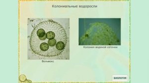 Водоросли. Общая характеристика