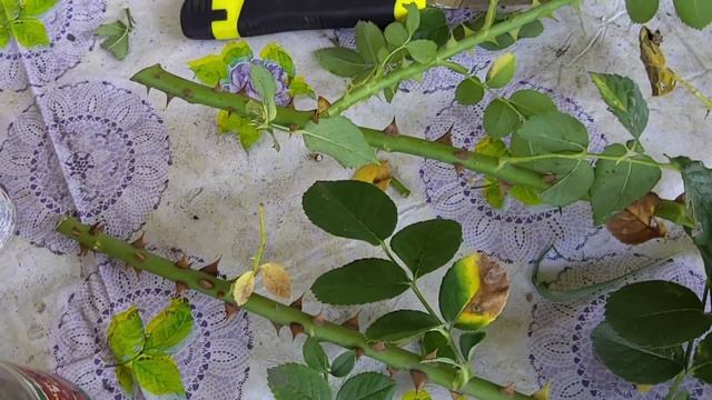 ?Лёгкий способ размножения роз ?#роза #размножение #сад смотреть онлайн