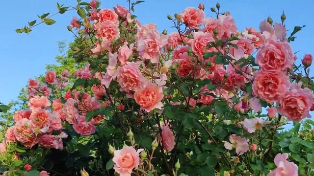 Rose Ali Baba смотреть онлайн