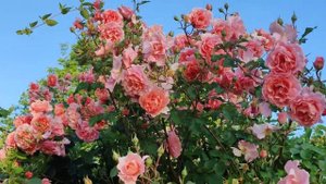 Rose Ali Baba