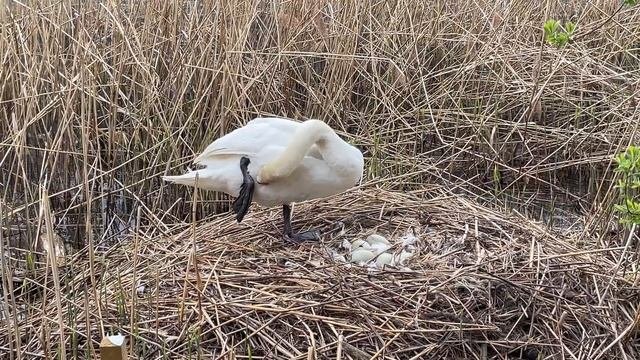 Рутуб лебеде. Рутуб лебеде