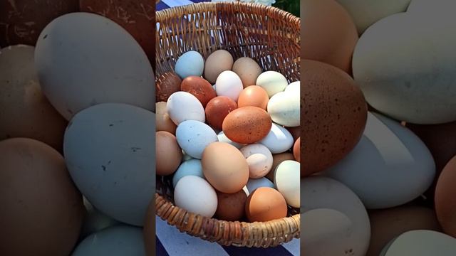 Мой летний урожай 🧺🥚🥰 #farm #chickeneggs #egg #chicken #дача #куры #marans