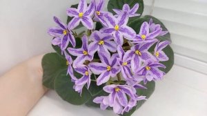 Фиалка химера DS-Лавандовая Сказка