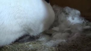 Какие получились крольчата при гибридном скрещивании