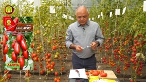 Оригинальный сорт Томат Барбарис. Урожайность  4-7 кг/кв.м.