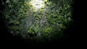 Как найти и поймать червя выползка