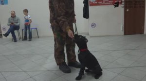 Владимир, Татьяна и кане корсо Виски. Индивидуальное занятие по дрессировке: обучение команде Сидеть