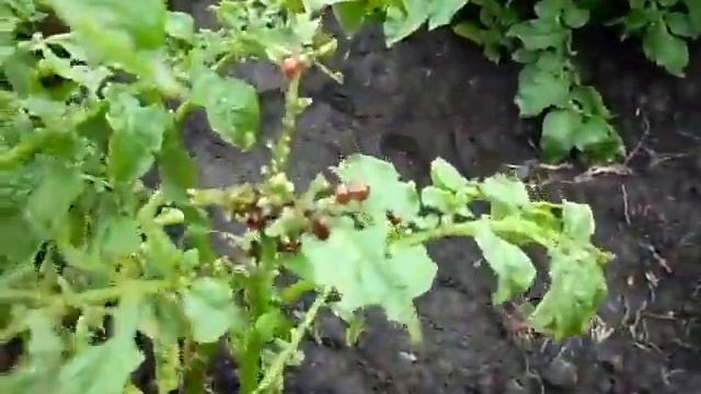 Не эффективное средство от колорадского жука. смотреть онлайн