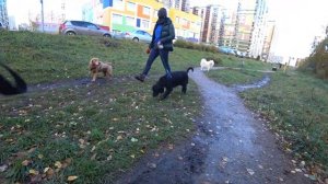 ТОП 5 правил для выгула собак  Выгуливаем самоеда, обед и игры