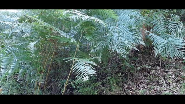 Sat vremena u prirodi produžuje život,II dio смотреть онлайн