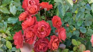 Цветение роз 1.09 в Подмосковье. Треш-пятнистости на некоторых кустах роз????