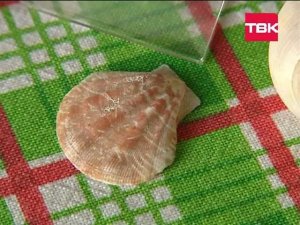 HAND MADE Серьги из морских ракушек