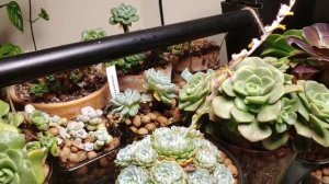 Growing succulents and rooting plants in Leca update