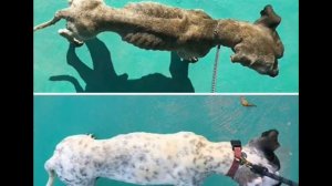 Удивительное преображение тощего пса, которого заметили среди мусора