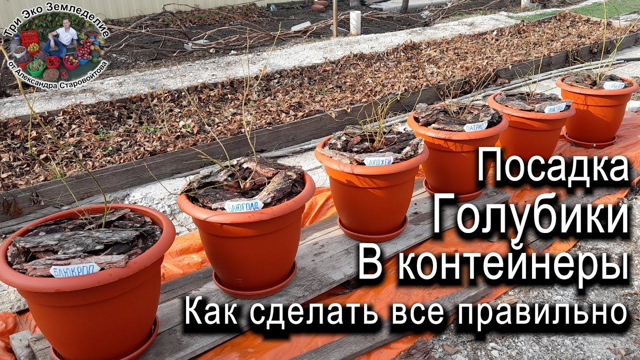 Посадка голубики в контейнеры. Как сделать все правильно #ТриЭкоСад