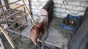 Перевозим кур и козы на зиму из дачи в гараж. Переделка гаража в сарай для коз и кур.