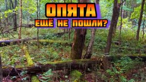 Опята. Иду на разведку, посмотреть пошли ли сейчас эти грибы в лесу в Подмосковье