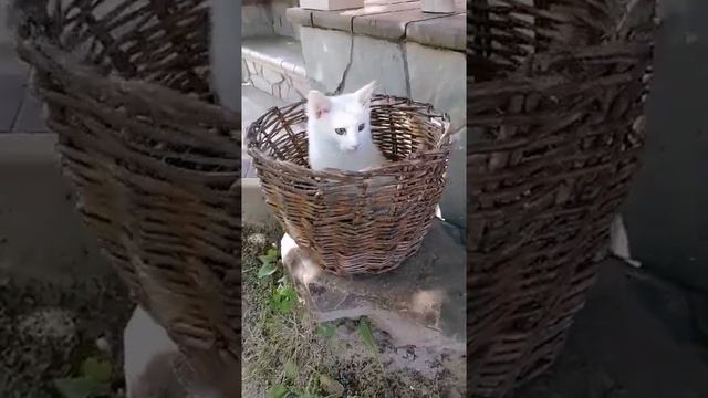 Котеня біле породи Мейн Кун Као Мані купити Київ